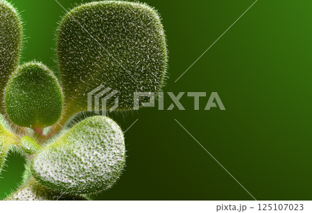 Close-Up of Fuzzy Green Plant Leaves on a Vibrant Background Close-Up of Fuzzy Green Plant Leaves on a Vibrant Background 125107023