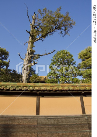 倉敷美観地区　春宵まつりの一日　梅の季節 125107095