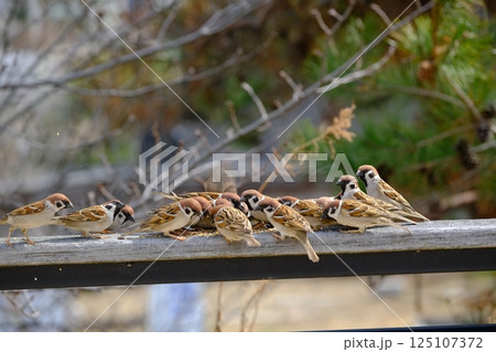 えさをついばむスズメの群れ 125107372