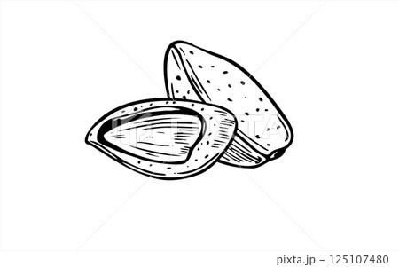 Hand drawn two almond vector sketch in black and white color. Shelled and unpeeled nuts monochrome illustration. Organic healthy food ingredient for health focused branding, farm to table projects. 125107480
