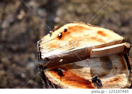 Tree cut, stump on cut apple tree in garden with flies on surface Tree cut, stump on cut apple tree in garden with flies on surface 125107493