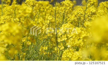 たくさんの菜の花 たくさんの菜の花 125107521