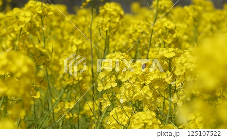 たくさんの菜の花 たくさんの菜の花 125107522