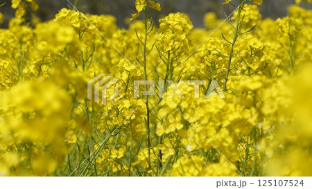 たくさんの菜の花 たくさんの菜の花 125107524