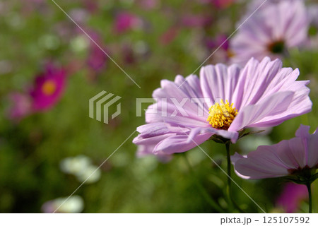 秋桜 秋の花 秋桜 秋の花 125107592