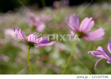 秋桜 秋の花 秋桜 秋の花 125107596