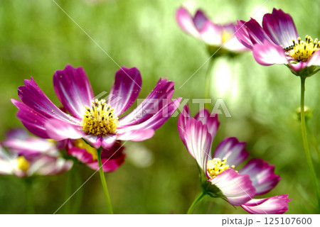 秋桜　秋の花 125107600