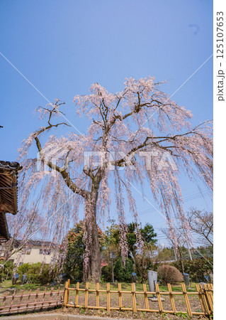 【石川県かほく市】喜多家しだれ桜　満開 125107653