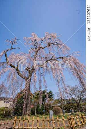 【石川県かほく市】喜多家しだれ桜 満開 【石川県かほく市】喜多家しだれ桜 満開 125107654