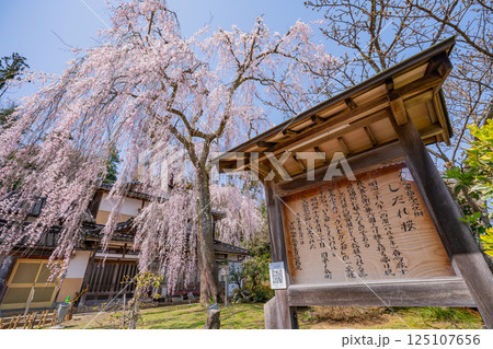 【石川県かほく市】喜多家しだれ桜 満開 【石川県かほく市】喜多家しだれ桜 満開 125107656