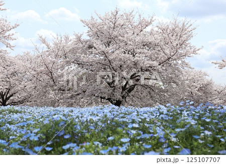 青い空と満開の桜とネモフィラ 125107707