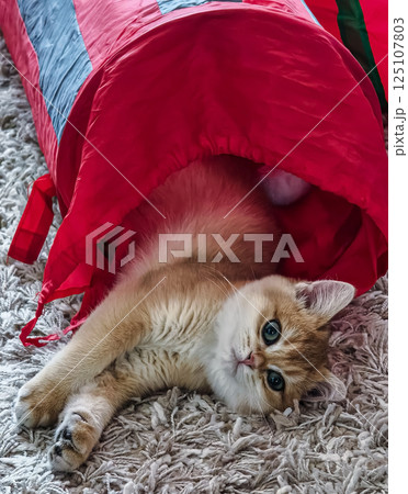 Playful kitten exploring a colorful fabric tunnel in a cozy living room during winter afternoons Playful kitten exploring a colorful fabric tunnel in a cozy living room during winter afternoons 125107803