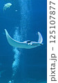 水族館の水槽を泳ぐマンタ 125107877