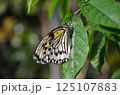 葉にとまる蝶 125107883