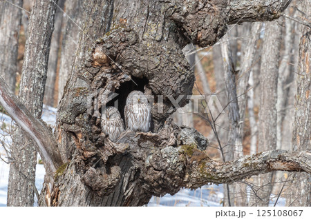 エゾフクロウはお休み中 エゾフクロウはお休み中 125108067