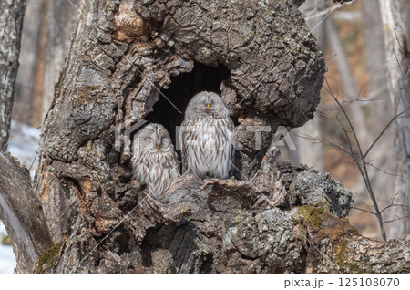 エゾフクロウはお休み中 125108070