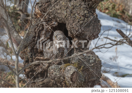 エゾフクロウはお休み中 125108091
