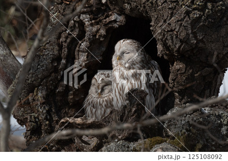 エゾフクロウはお休み中 125108092