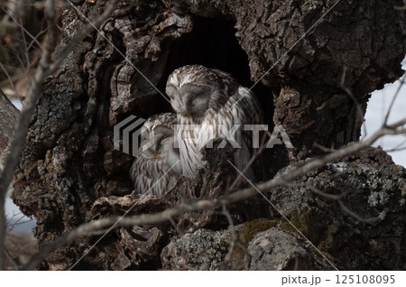 エゾフクロウはお休み中 エゾフクロウはお休み中 125108095