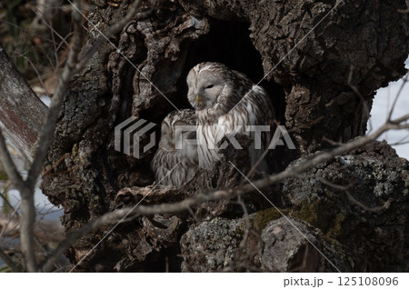 エゾフクロウはお休み中 エゾフクロウはお休み中 125108096