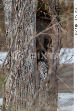 エゾフクロウはお休み中 125108102