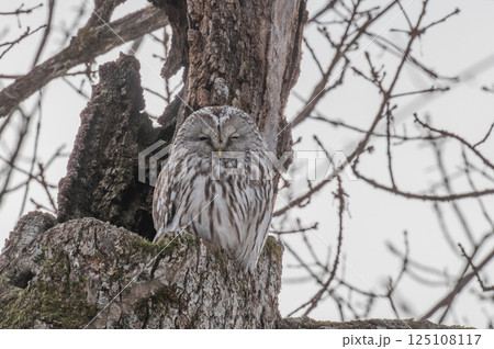 エゾフクロウはお休み中 125108117