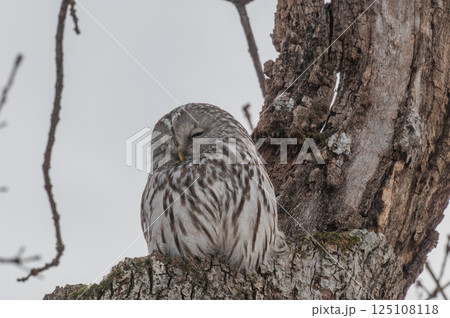 エゾフクロウはお休み中 エゾフクロウはお休み中 125108118
