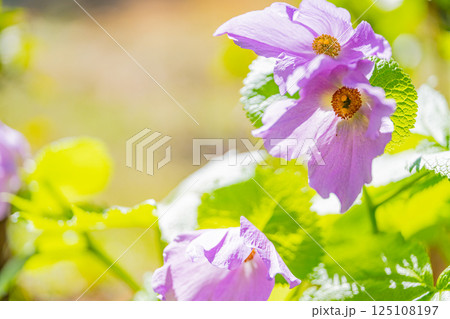 シラネアオイの花 125108197