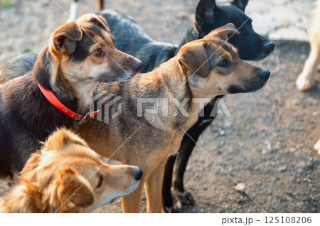 Dog in animal shelter. Homeless sad dog in a cage. Dog in animal shelter. Homeless sad dog in a cage. 125108206
