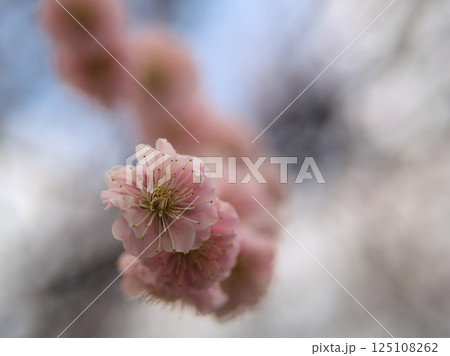 4月に咲いた淡いピンク色の梅の花「見驚（ケンキョウ）」 125108262