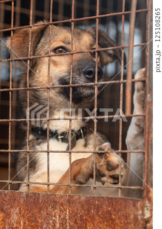 Dog in animal shelter. Homeless sad dog in a cage. Dog in animal shelter. Homeless sad dog in a cage. 125108265