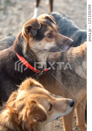 Dog in animal shelter. Homeless sad dog in a cage. Dog in animal shelter. Homeless sad dog in a cage. 125108266