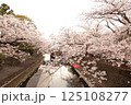 水の都と満開の桜 125108277