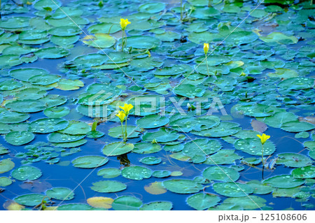 アサザの花 アサザの花 125108606