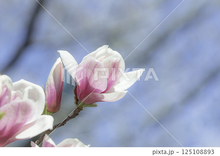 春の訪れ木蓮の花 春の訪れ木蓮の花 125108893
