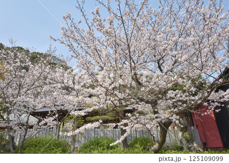 北野天満神社の桜 北野天満神社の桜 125109099