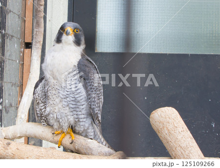 群馬県桐生が岡動物園「ハヤブサ」 群馬県桐生が岡動物園「ハヤブサ」 125109266