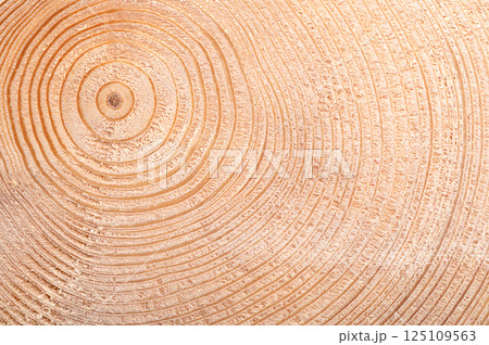 Growth rings of a spruce tree. Cross section of a stem, showing age and past climate conditions. Each light ring and dark ring represents one year. Wider rings indicate favorable growing conditions. 125109563