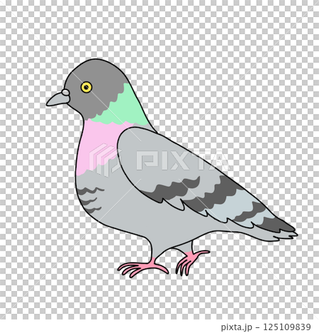 Vector illustration of a pigeon looking to the side 125109839
