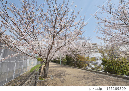 神戸臨港線沿いの桜 神戸臨港線沿いの桜 125109899