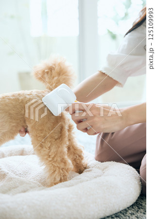 ブラッシングされるトイプードル ブラッシングされるトイプードル 125109993