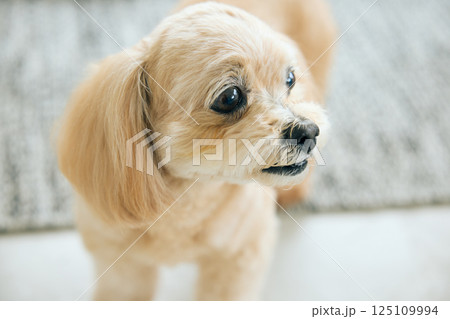 自宅でくつろぐトイプードル 125109994
