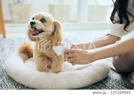 ブラッシングされるトイプードル ブラッシングされるトイプードル 125109995