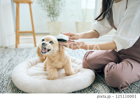 ブラッシングされるトイプードル 125110001