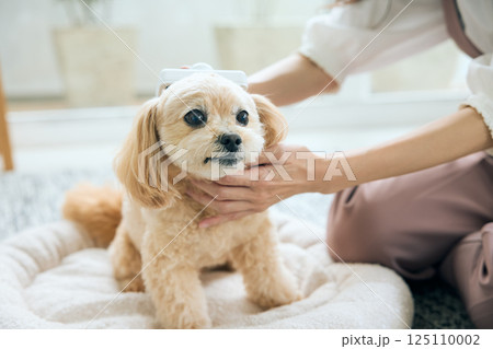 ブラッシングされるトイプードル 125110002
