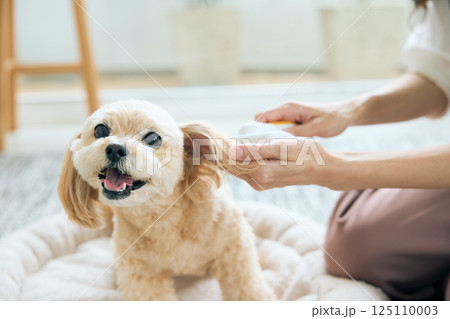ブラッシングされるトイプードル 125110003