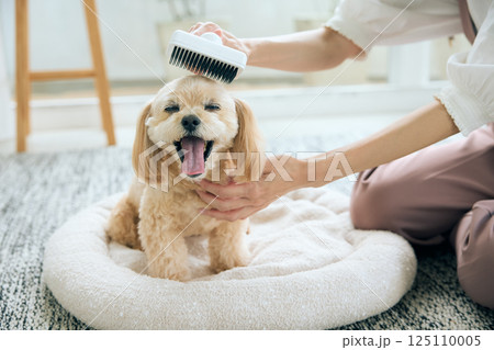ブラッシングされるトイプードル 125110005