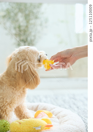 自宅でくつろぐトイプードル 自宅でくつろぐトイプードル 125110009