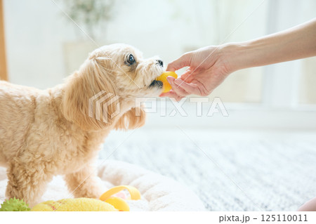 自宅でくつろぐトイプードル 125110011