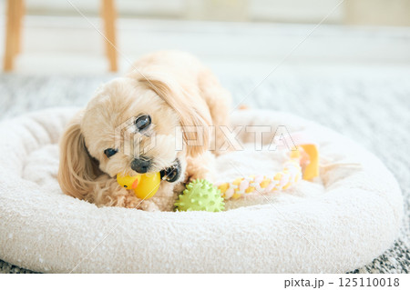 自宅でくつろぐトイプードル 125110018